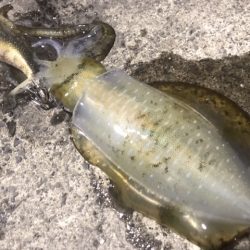 簡単で楽しい!秋のアオリイカ釣行!