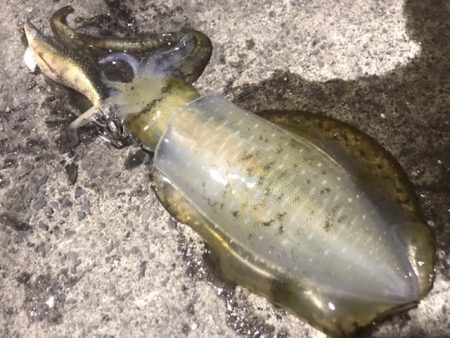 簡単で楽しい!秋のアオリイカ釣行!