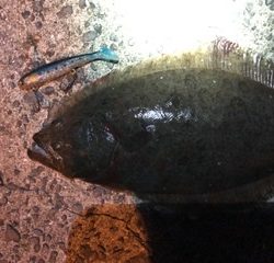 マヅメにボイル