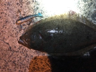 マヅメにボイル