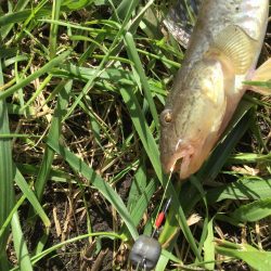 秋の風物詩ハゼ釣り