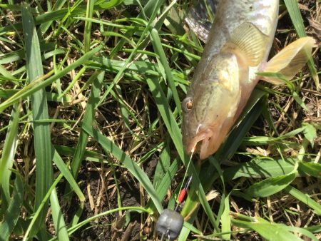 秋の風物詩ハゼ釣り