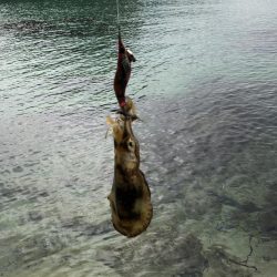 シャローで良型Hit!