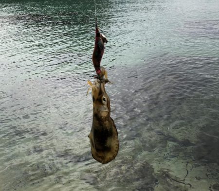 シャローで良型Hit!