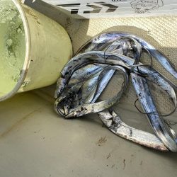 太刀魚まあまあハマチ何処へ