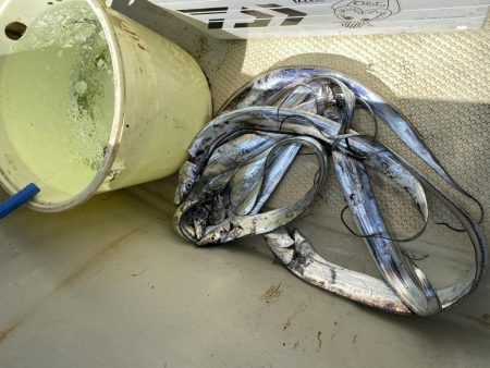 太刀魚まあまあハマチ何処へ