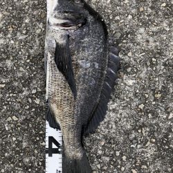 イチノ兄弟、釣果!