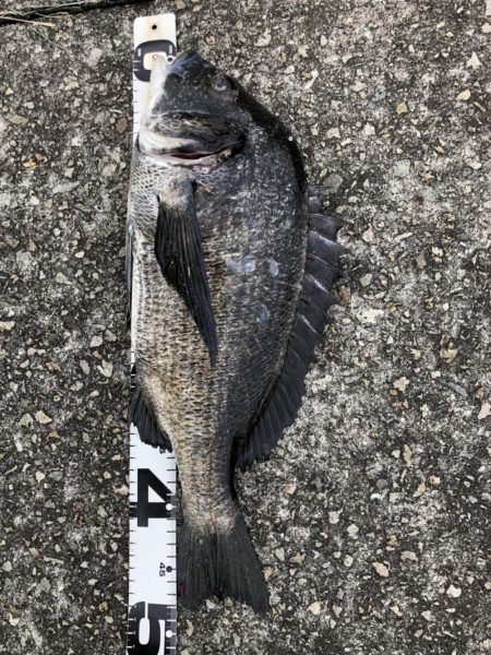 イチノ兄弟、釣果!