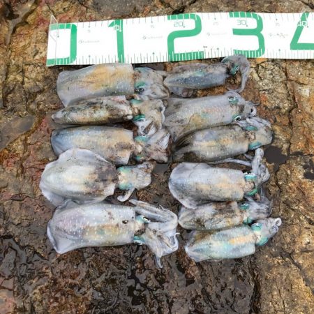 2020 佐渡ヶ島エギング 5回目