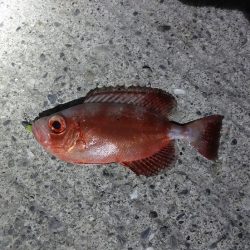 和歌山北部南部をランガンでこの釣果・・・^^;