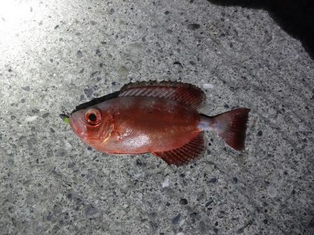 和歌山北部南部をランガンでこの釣果・・・^^;