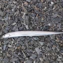 なんとか最終日太刀魚の回遊tと一致しました。