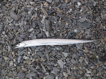 なんとか最終日太刀魚の回遊tと一致しました。