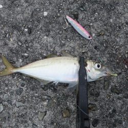 海の中はまだまだ夏？？