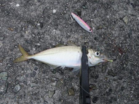 海の中はまだまだ夏？？