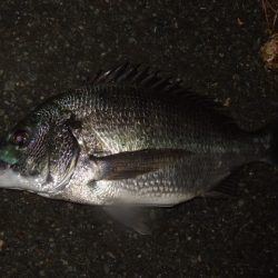 キビレ狙いからマチヌ狙いに