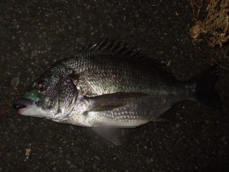 キビレ狙いからマチヌ狙いに