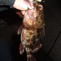 ロックフィッシュ調査