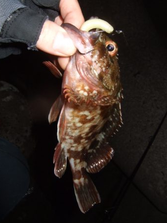 ロックフィッシュ調査