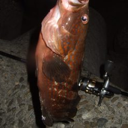 ロックフィッシュ釣行