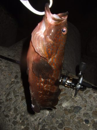 ロックフィッシュ釣行