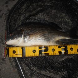 シーバス狙いでしたが…。