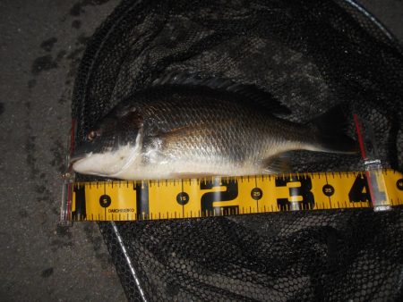 シーバス狙いでしたが…。