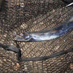 回遊はイマイチ…。