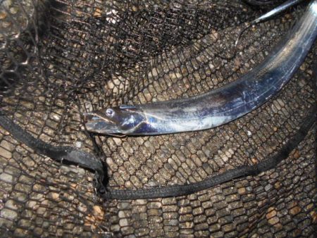 回遊はイマイチ…。