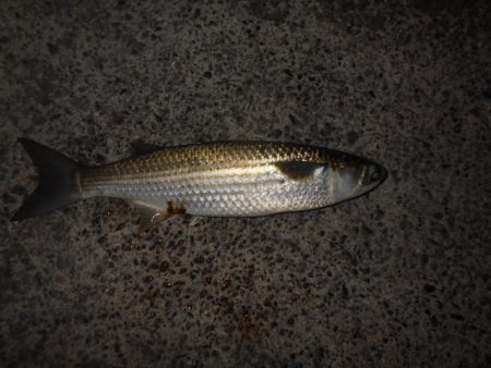 まだまだ夏ですね…。