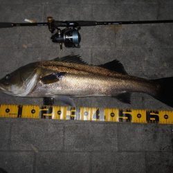 岸壁ノックでズドンッ!!。