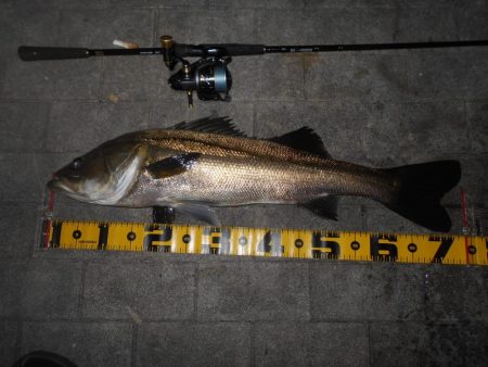 岸壁ノックでズドンッ!!。