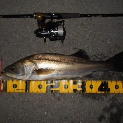 タダ巻きでは食ってこない。