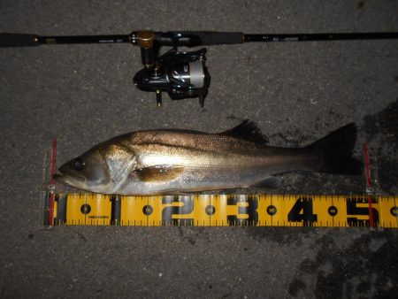 タダ巻きでは食ってこない。