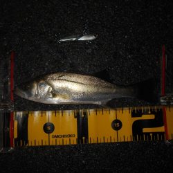 チビのみで終了…。