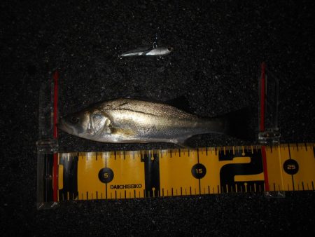 チビのみで終了…。