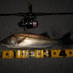 活性は上向き♪。