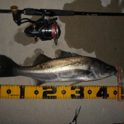 ちょこっとシーバス。