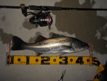 ちょこっとシーバス。