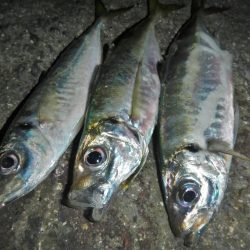 ショートでアジ