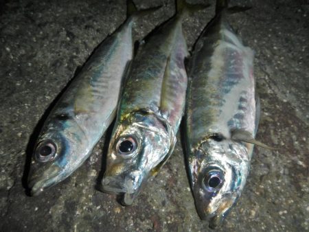 ショートでアジ