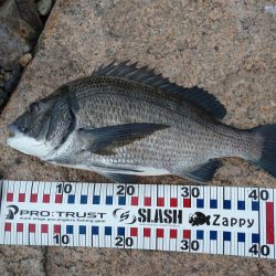 まだいける チヌトップ!!