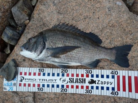 まだいける チヌトップ!!