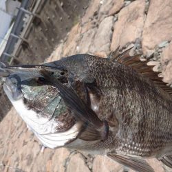 今日もチヌトップ！！