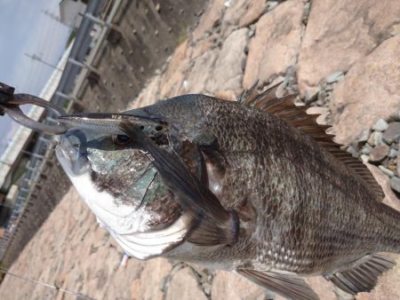 今日もチヌトップ！！