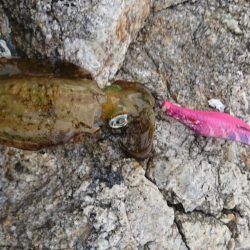 ミニミニアオリ