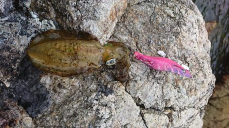 ミニミニアオリ