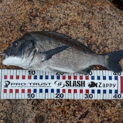 雨の中チヌトップ