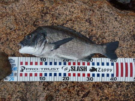 雨の中チヌトップ