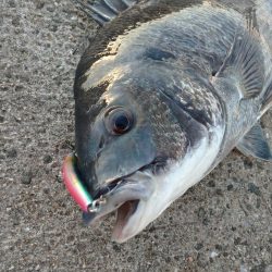 トップゲーム!!